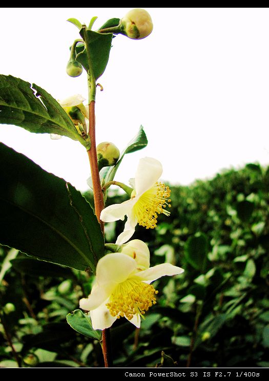 龙井茶花 摄影 可以没有吗