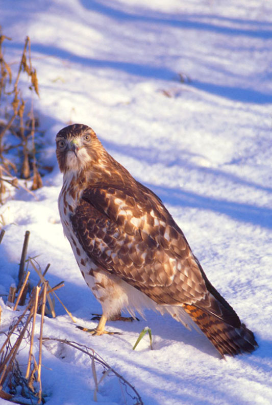 red tailed hawk 红尾鹰 摄影 zrphoto