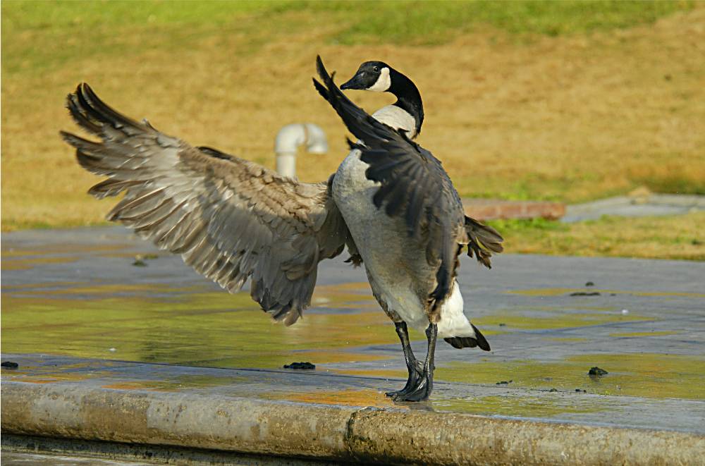 bird-463 摄影 fengsheng