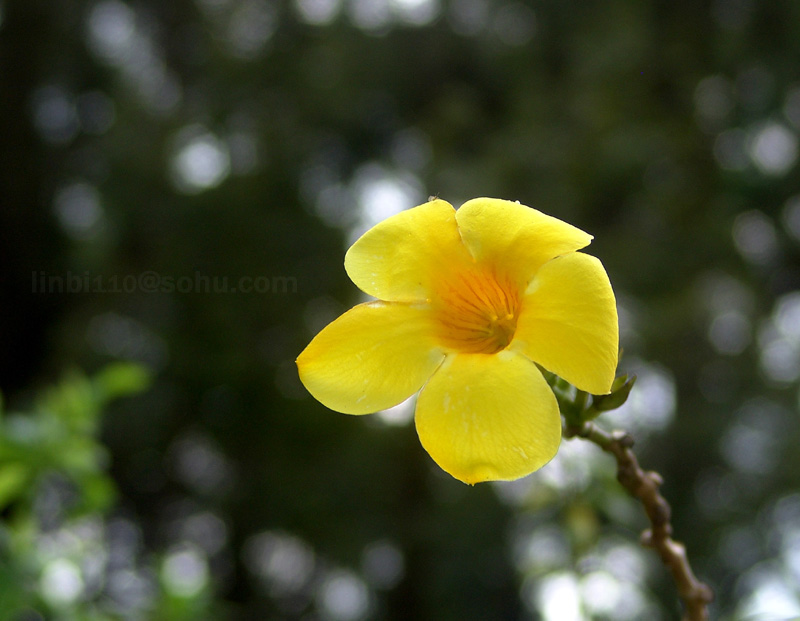 小黄花 摄影 尼欧