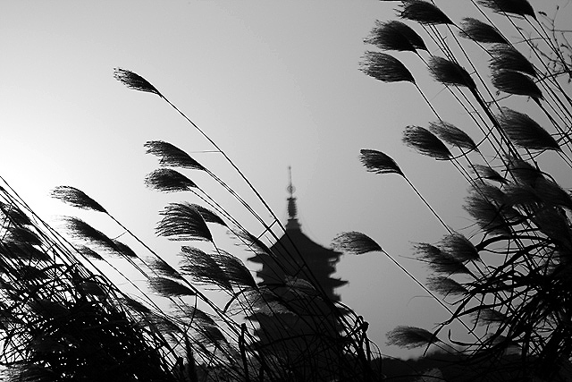 冬日下的雷峰塔 摄影 巴山