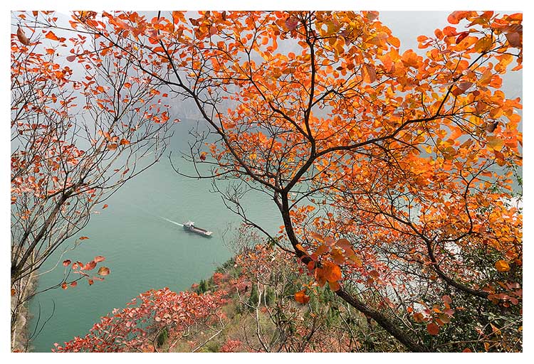 三峡红叶 摄影 好摄之人