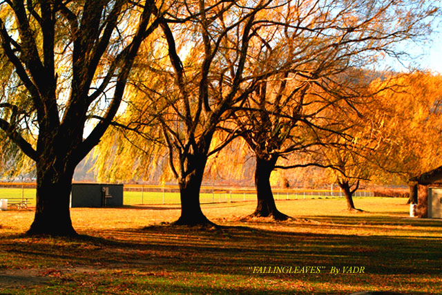 "FALLINGLEAVES" 摄影 yuhan