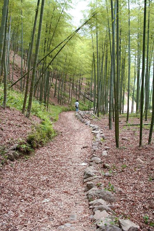 竹林幽径 摄影 天香阁主