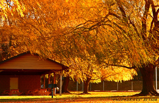 "FALLINGLEAVES"-III 摄影 yuhan