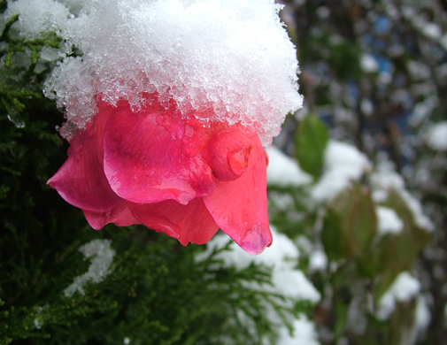 雪压红花 摄影 大自然掠影