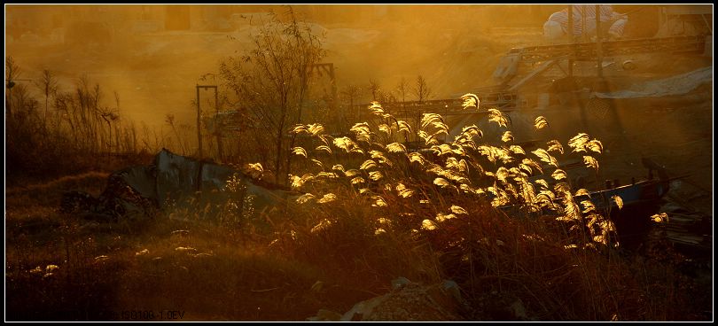 夕照江畔芦花飞 摄影 涧草堂主