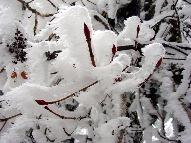 雪 摄影 人生快乐