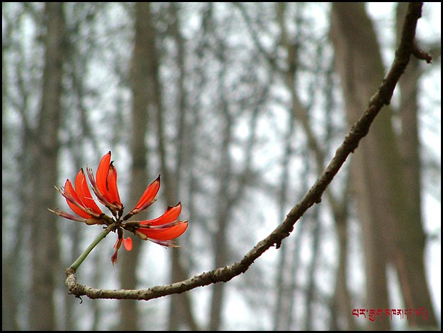 冬·2006（3） 摄影 康定户口