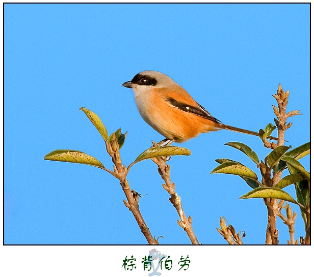 棕背伯劳 摄影 登龙山人