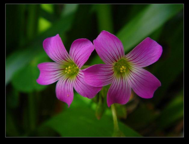 小花 摄影 冰玉