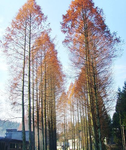 红椿水杉 摄影 天地英雄