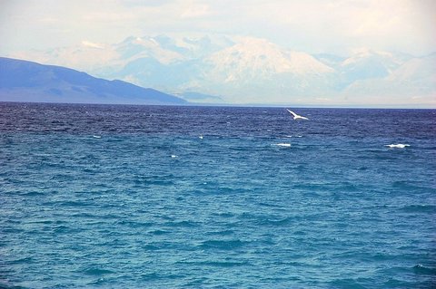 赛里木湖 摄影 还是那棵松