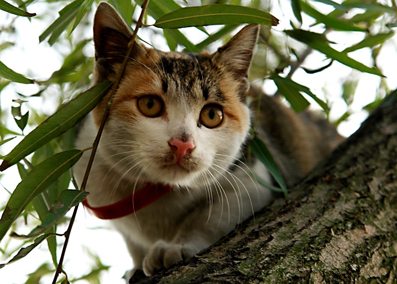 cat 摄影 红的茶