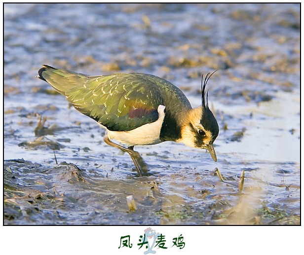 凤头麦鸡 摄影 登龙山人