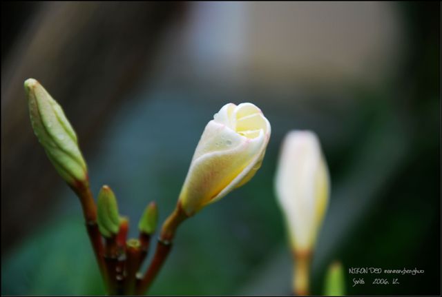 那些花儿～ 摄影 慢慢生活