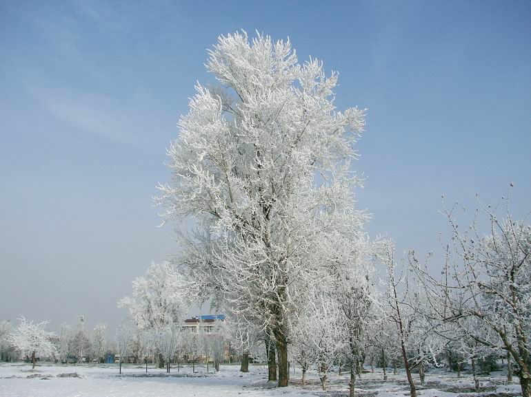 雪淞 摄影 逍遥无忌