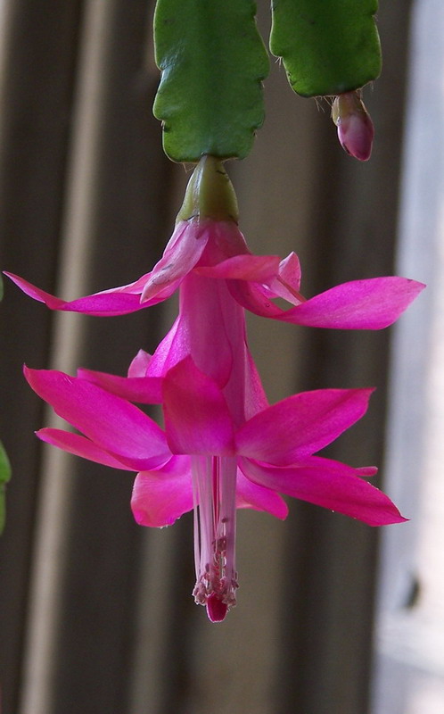 温室里的花朵 摄影 大高峰