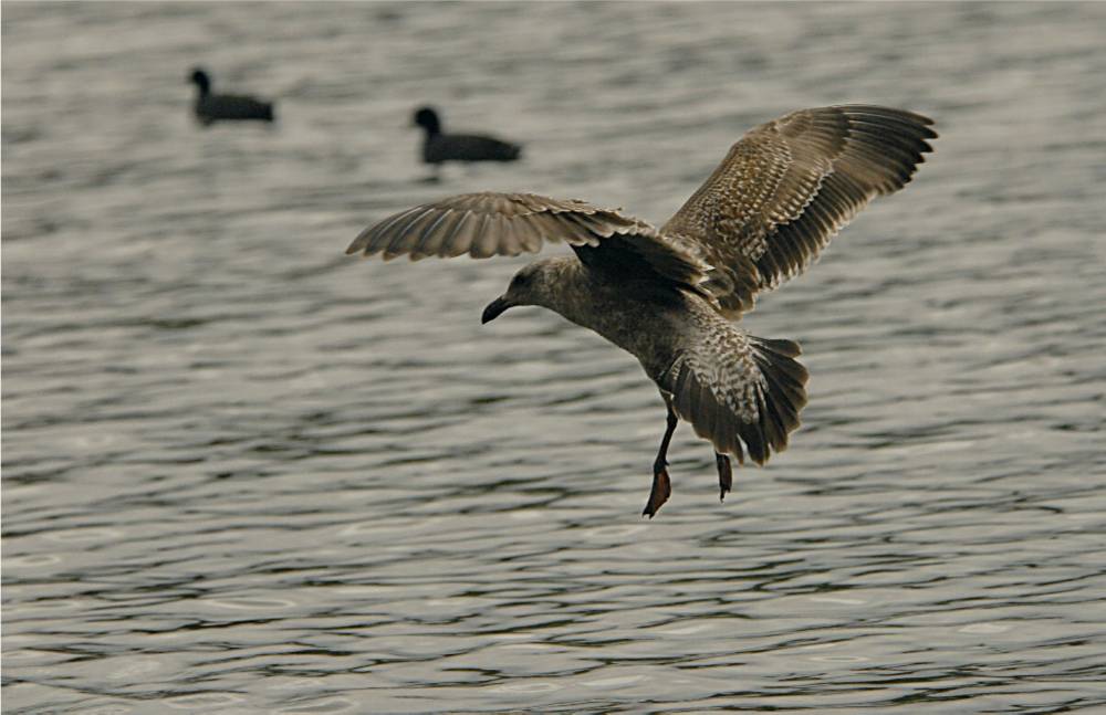 bird-497 摄影 fengsheng