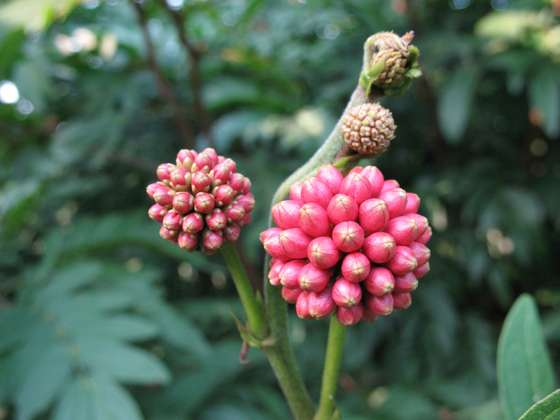 花蕊 摄影 秋天de树