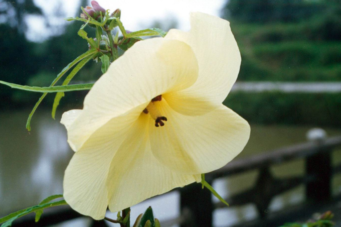 还不知道花名的花 摄影 元芳