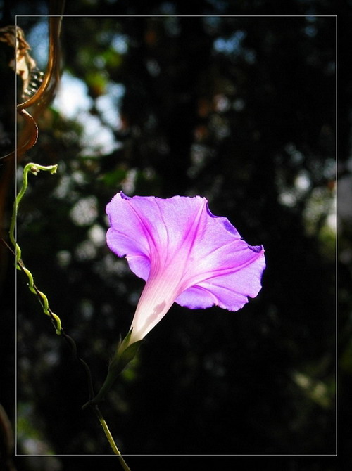 一花独放 摄影 Cheras