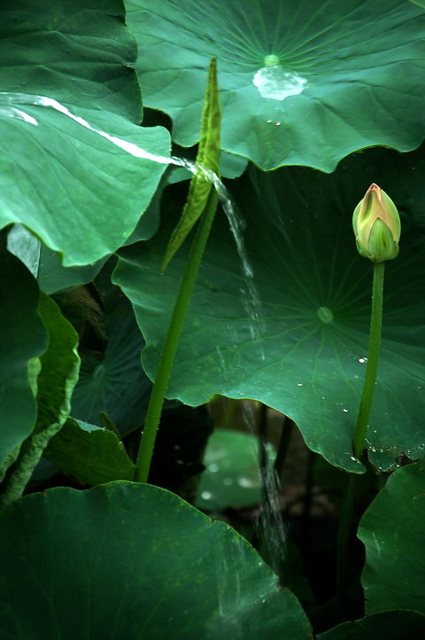 雨中荷 摄影 阿呆阿瓜