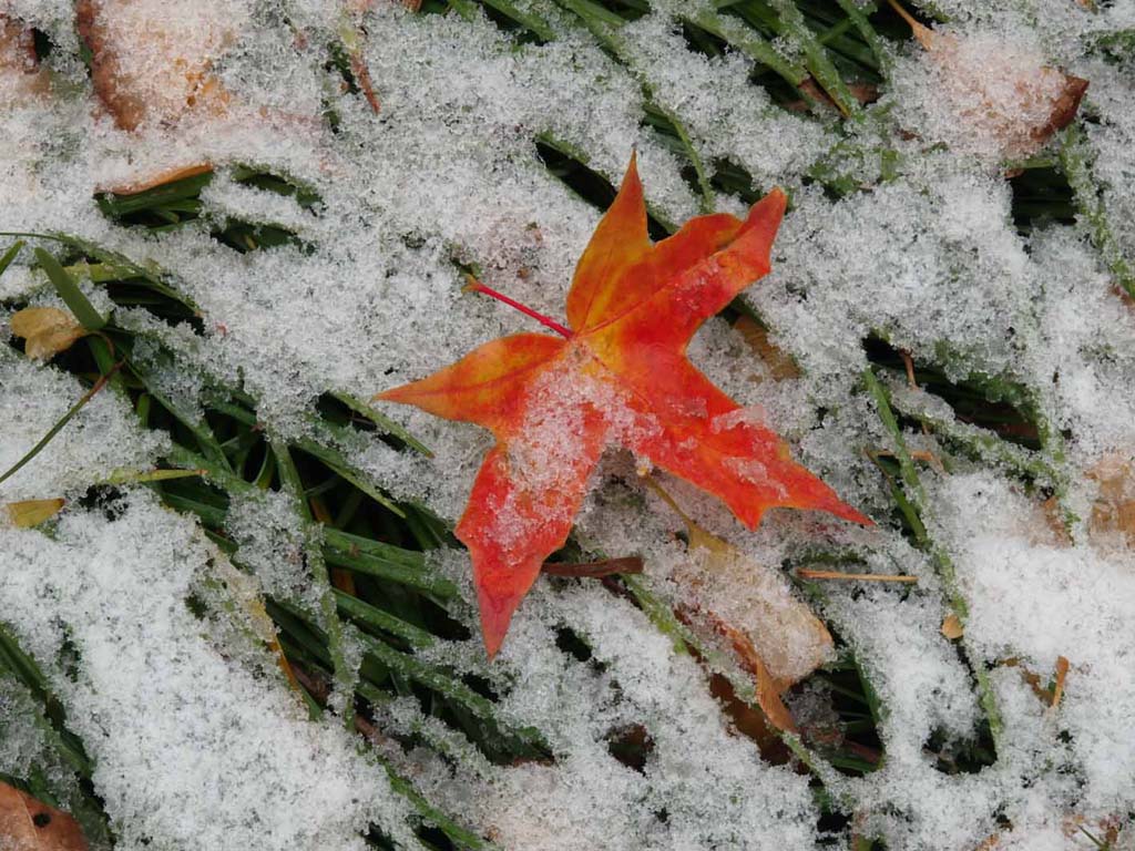 血红雪白 摄影 色兮兮色眯眯