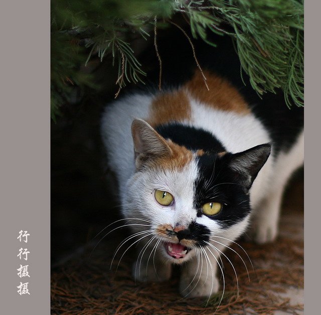 双面猫 摄影 行行-摄摄