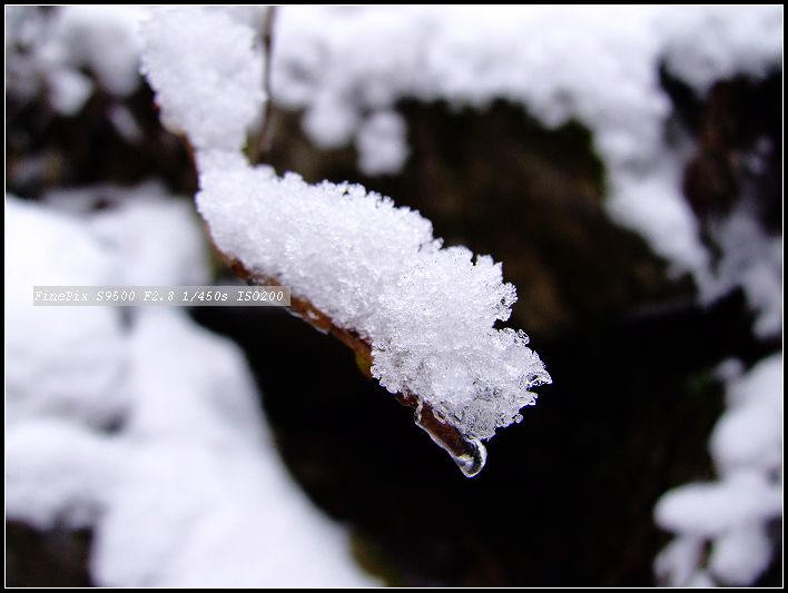 亲近冬雪一 摄影 玉为神