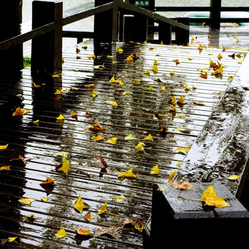 秋雨伴落叶 摄影 蕉窗听雨