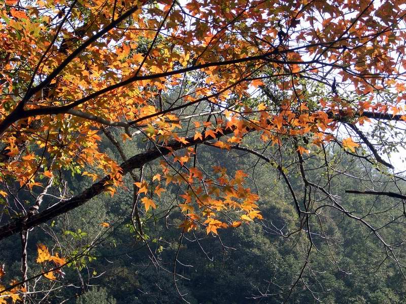 树海红叶 摄影 山顶云雾