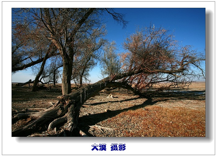 沧桑 摄影 沙漠风暴