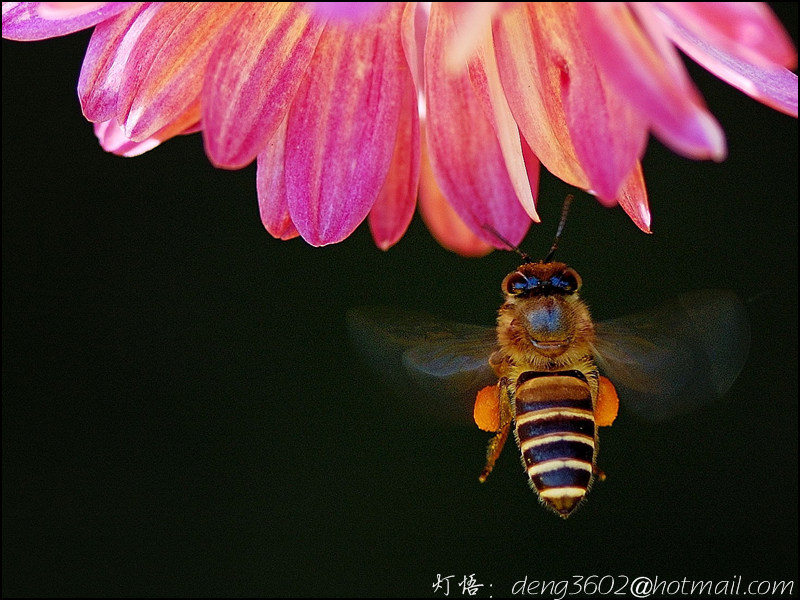 蜜蜂 摄影 灯悟