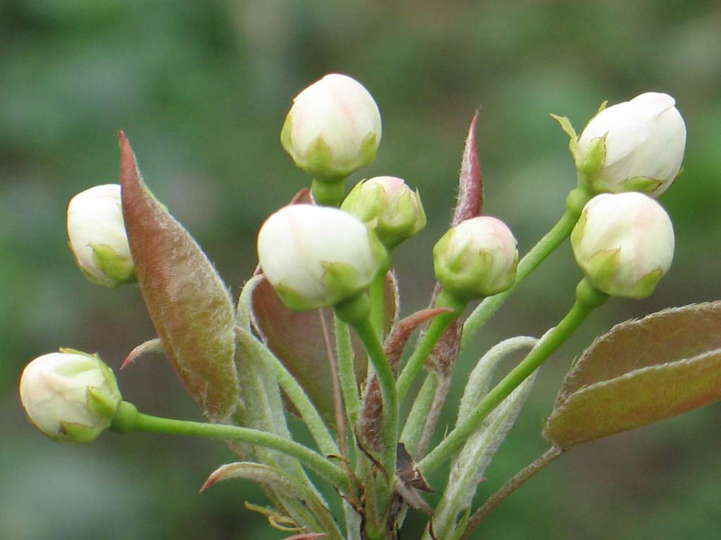 含苞待放 摄影 虎虎9571