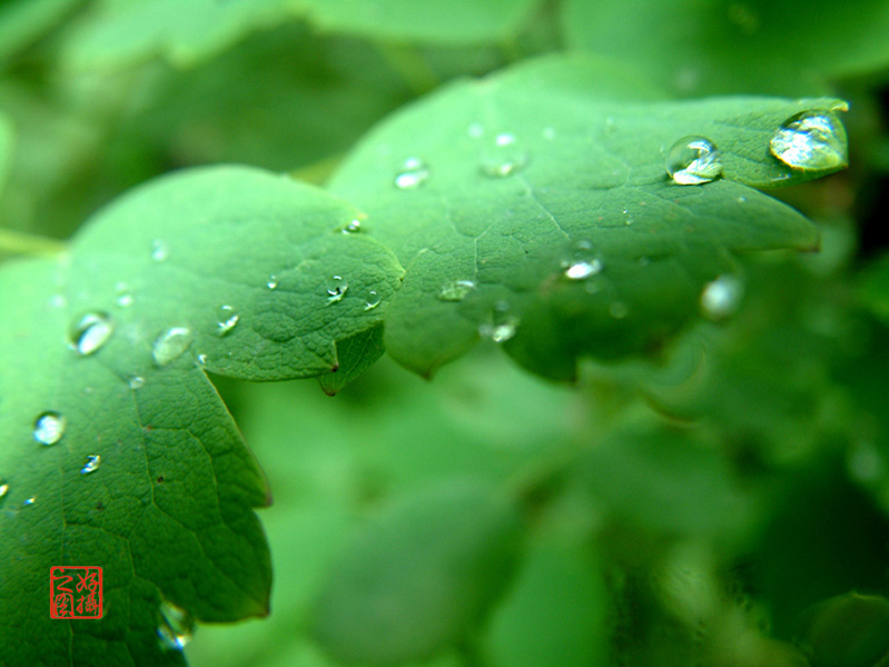 露水的生命 摄影 大地情思