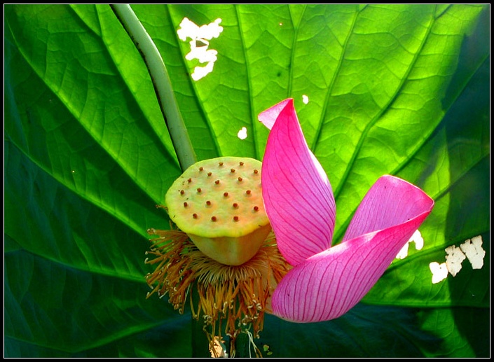 夕阳天使 摄影 菲子拾趣