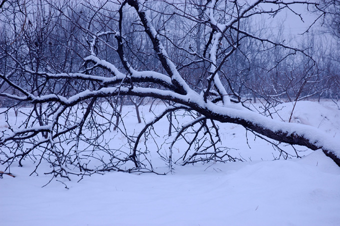 雪景1 摄影 古堤