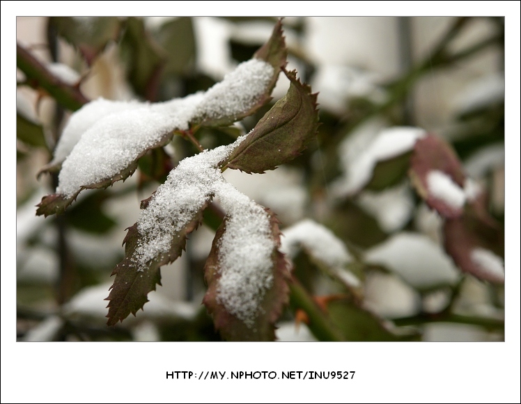 北京终于下雪了 摄影 inu