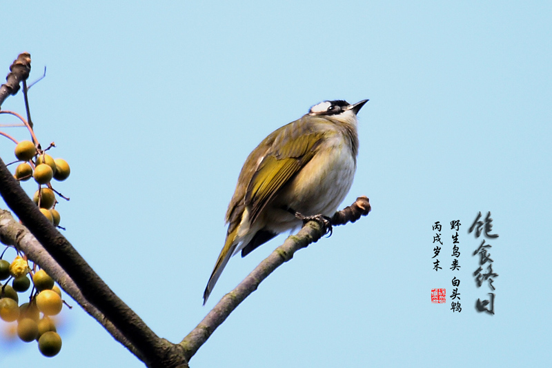 饱食终日 摄影 xzh000001