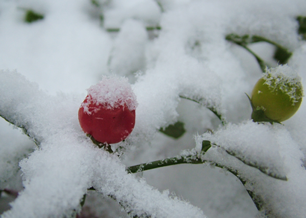 雪里红绿 摄影 大自然掠影