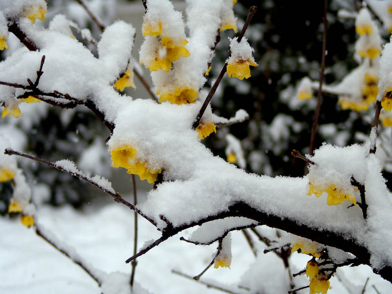 雪梅 摄影 严于律己