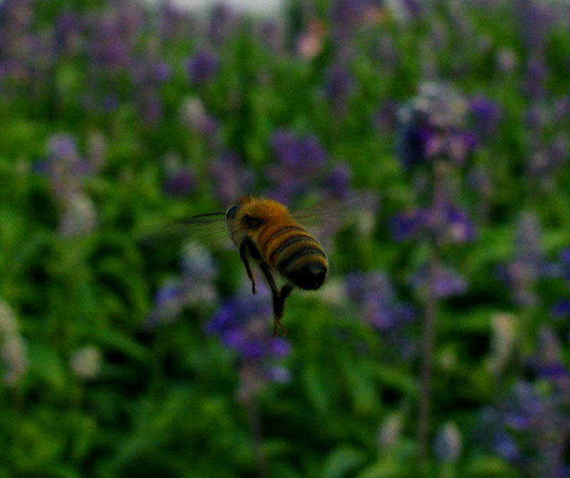 蜜蜂 摄影 易风行