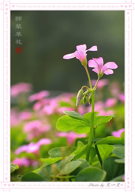 醡浆草花(1) 摄影 笑-笑