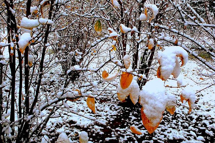 香雪海 摄影 黑芝麻