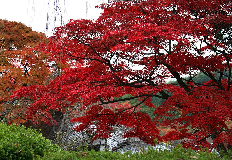 京都红叶—— 红红火火 摄影 漂泊的云