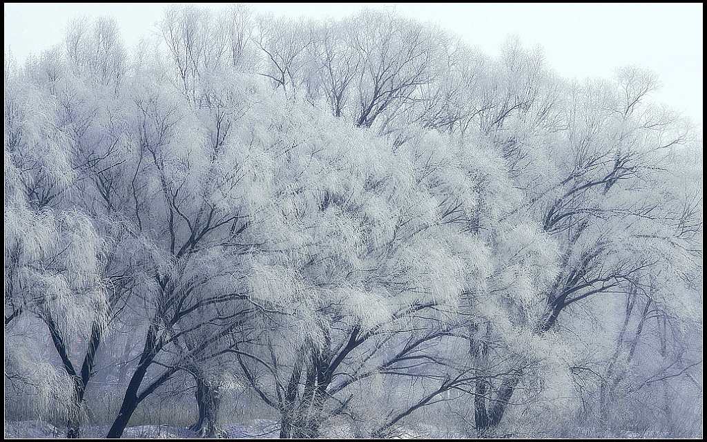 银装素裹 摄影 gyx2002