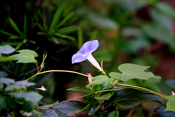 牵牛花 摄影 漠之