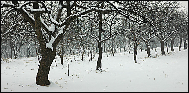 雪3 摄影 古堤