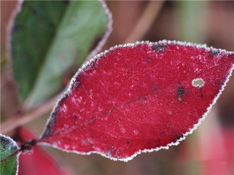 思考 摄影 cyclamen